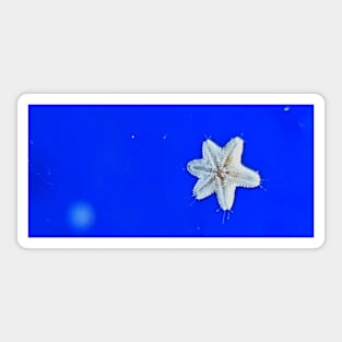 Starfish baby Sticker